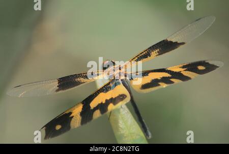 une femelle commune image aile libellule (rhyothemis variegata) assis sur une feuille, campagne du bengale occidental en inde Banque D'Images