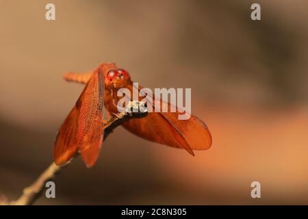 un petit bijou de fossé dragonfly (brachythemis contaminata) assis sur une branche, campagne du bengale occidental, inde Banque D'Images