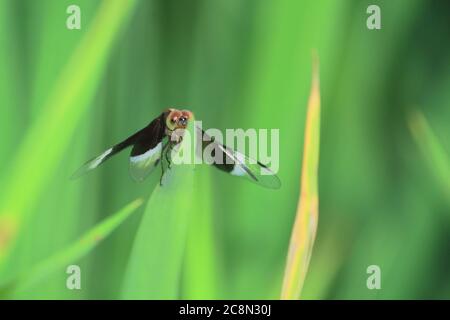 la libellule (neurothemis tullia) mâle de l'écumoire de paddy à pied sur une feuille, campagne du bengale occidental en inde Banque D'Images