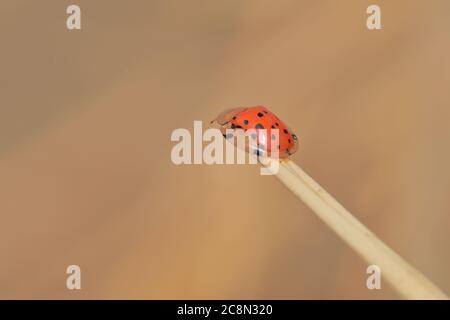 coléoptère de la tortue orange (aspidimorpha miliaris) assis sur une branche, campagne du bengale occidental en inde Banque D'Images