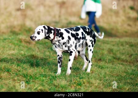 Dalmatian dehors pour une promenade à côté et courir dans le parc Banque D'Images