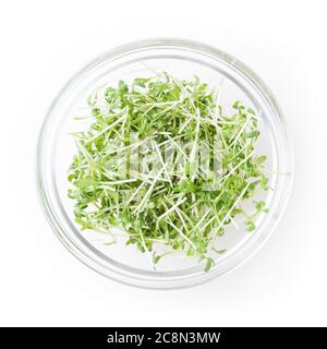 Micro verts cresson de jardin pousses dans un bol en verre isolé sur fond blanc avec un chemin de coupure Banque D'Images