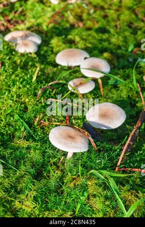De plus en plus de champignons dans la mousse Banque D'Images