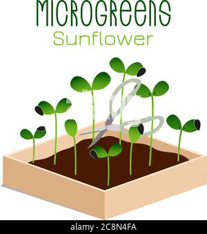 Tournesol Microgreens. Pousses dans un bol. Germination des graines d'une plante. Supplément de vitamine, nourriture végétalienne. Illustration de Vecteur