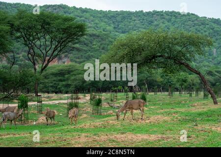 nilgai ou taureau bleu ou Boselaphus tragocamelus broutant l'herbe verte en saison de mousson avec paysage pittoresque de la réserve de léopards de jhalana Banque D'Images