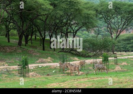 nilgai ou taureau bleu ou Boselaphus tragocamelus broutant l'herbe verte en saison de mousson avec paysage pittoresque de la réserve de léopards de jhalana Banque D'Images