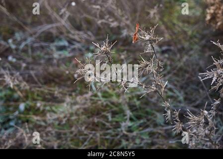 Carthamus lanatus en hiver Banque D'Images