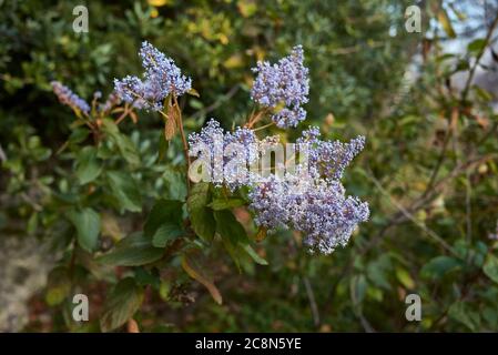 Arbuste Ceanothus arboreus avec fleurs bleues Banque D'Images