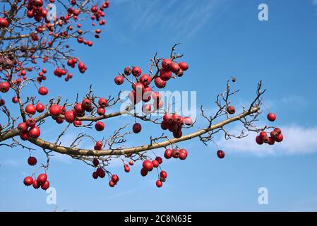 Branche de Crataegus monogyna avec fruits rouges Banque D'Images