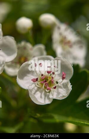 Crataegus monogyna fleur blanche Banque D'Images