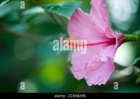 Fleur d'hibiscus rose macro Banque D'Images