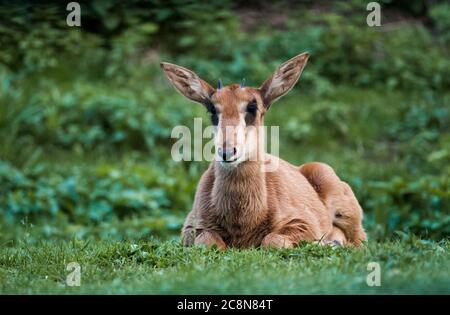 Jeune antilope de sable reposant sur une herbe verte Banque D'Images