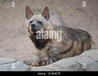 hyène marron au repos Banque D'Images