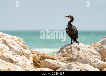 Socotra cormorant, espèce menacée de cormoran endémique du golfe Persique et de la côte sud-est de la péninsule arabique Banque D'Images