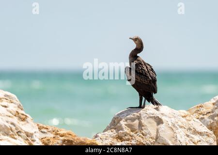 Socotra cormorant, espèce menacée de cormoran endémique du golfe Persique et de la côte sud-est de la péninsule arabique Banque D'Images