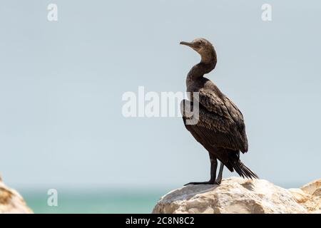 Socotra cormorant, espèce menacée de cormoran endémique du golfe Persique et de la côte sud-est de la péninsule arabique Banque D'Images