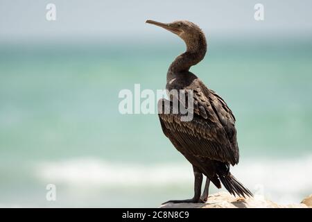 Socotra cormorant, espèce menacée de cormoran endémique du golfe Persique et de la côte sud-est de la péninsule arabique Banque D'Images