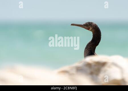 Socotra cormorant, espèce menacée de cormoran endémique du golfe Persique et de la côte sud-est de la péninsule arabique Banque D'Images