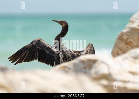 Socotra cormorant, espèce menacée de cormoran endémique du golfe Persique et de la côte sud-est de la péninsule arabique Banque D'Images