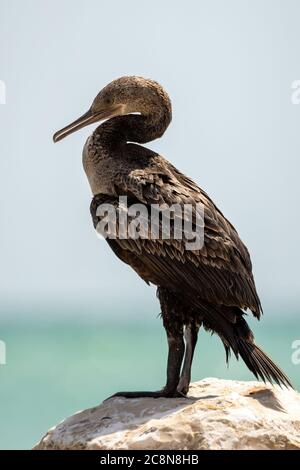 Socotra cormorant, espèce menacée de cormoran endémique du golfe Persique et de la côte sud-est de la péninsule arabique Banque D'Images