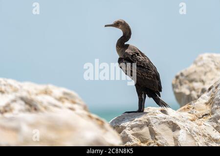 Socotra cormorant, espèce menacée de cormoran endémique du golfe Persique et de la côte sud-est de la péninsule arabique Banque D'Images