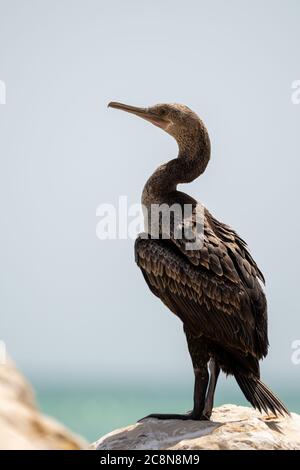 Socotra cormorant, espèce menacée de cormoran endémique du golfe Persique et de la côte sud-est de la péninsule arabique Banque D'Images