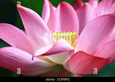 Fleur de Lotus gros plan, belle fleur rose de lotus fleurir dans l'étang en été Banque D'Images