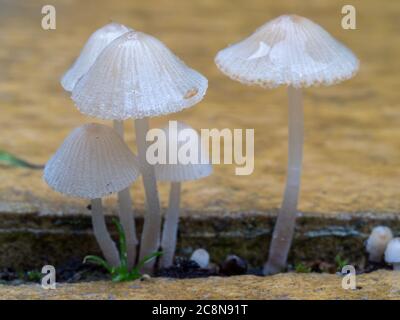 Champignons fragiles et délicats de Parasola auricoma qui poussent entre les pavés. Banque D'Images