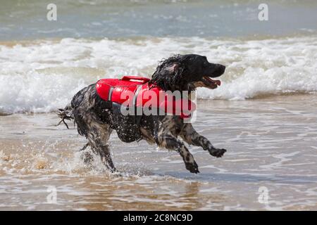 Poole, Dorset Royaume-Uni. 26 juillet 2020. Météo au Royaume-Uni : très venteux, mais chaud et ensoleillé avec des vagues irrégulières sur les plages de Poole. Les amateurs de plage se dirigent vers le bord de mer. Le chien s'amuse à courir en mer. Cocker chien port harnais veste manteau. Crédit : Carolyn Jenkins/Alay Live News Banque D'Images