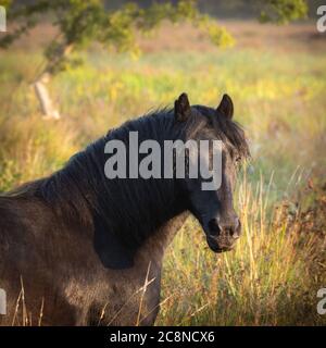 Poneys sauvages sur Roydon commun. Banque D'Images