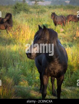 Poneys sauvages sur Roydon commun. Banque D'Images