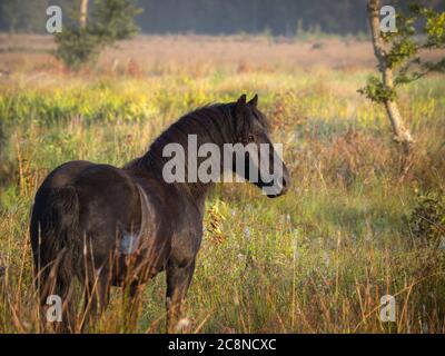 Poneys sauvages sur Roydon commun. Banque D'Images