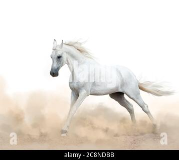 étalon blanc arabe qui court dans la poussière sur un fond blanc Banque D'Images