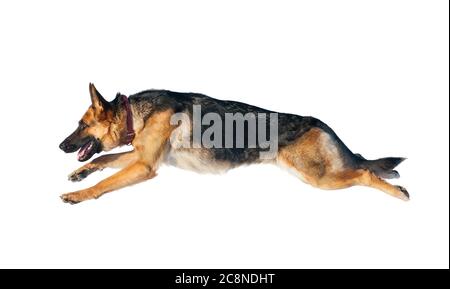 Chien de berger allemand en saut isolé sur un fond blanc Banque D'Images