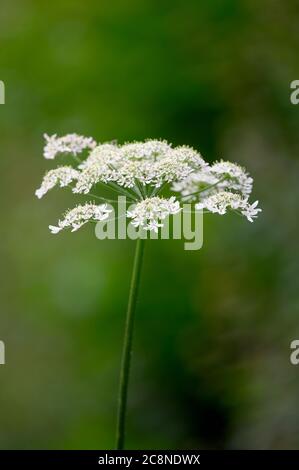 Une tête de fleur délicate et complexe de persil de vache, (Anthriscus sylvestris), photographiée sur un fond vert hors foyer Banque D'Images