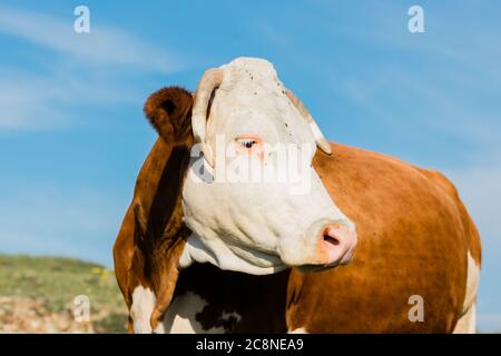 Vache brune et blanche dans le champ Banque D'Images