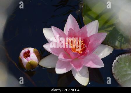 rose nénuphar et bokeh flou d'arrière-plan d'été Banque D'Images