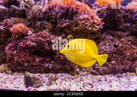 Aquarium marin poissons tropicaux, queue jaune, Zebrasoma, couleur vive, monde sous-marin. Banque D'Images