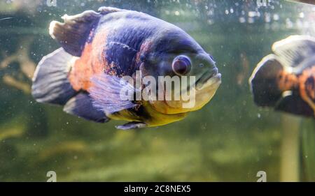 Piranha dans aquarium , poissons d'eau douce d'Amérique du Sud. Banque D'Images