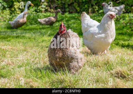 Un poulet dans un champ, avec une faible profondeur de champ Banque D'Images