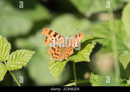 Le papillon virgule repose sur une feuille à la réserve naturelle de High Batts, Ripon, North Yorkshire Banque D'Images