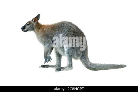 rock wallaby jeune homme isolé sur un blanc Banque D'Images