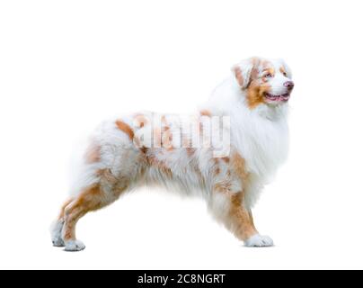 Chien berger australien isolé sur un blanc Banque D'Images