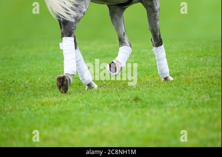 Cheval gris sur une leçon de dressage en été Banque D'Images