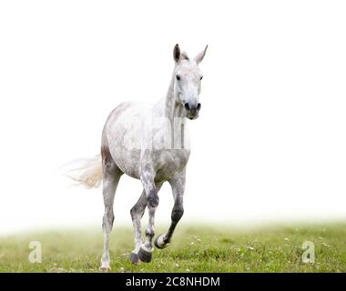 Le cheval gris de dapple court dans le champ isolé avec arrière-plan blanc derrière lui Banque D'Images