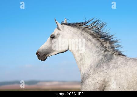 Portrait de l'étalon arabe en mouvement sur un fond de nature Banque D'Images