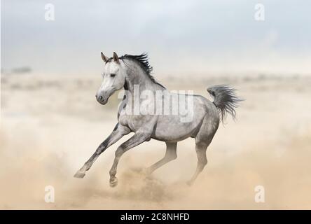 Étalon arabe gris dans le galop de course du désert Banque D'Images