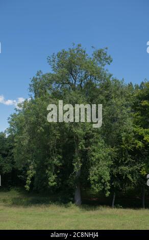 Feuillages d'été sur un arbre à cendres de feuillus mature (Fraxinus excelsior 'pendula') avec un ciel bleu vif dans un parc à Devon rural, Engla Banque D'Images