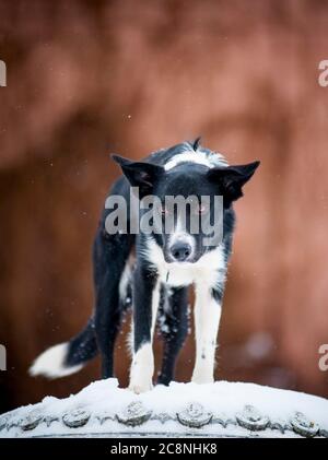 Belle bordure collie debout sur une colonne antique Banque D'Images