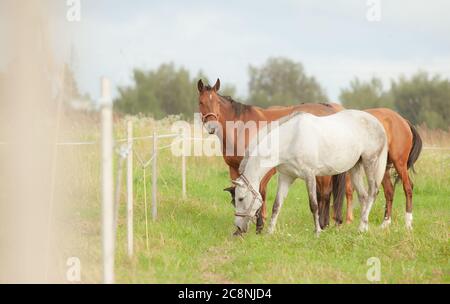 Groupe de chevaux paître à la ferme Banque D'Images